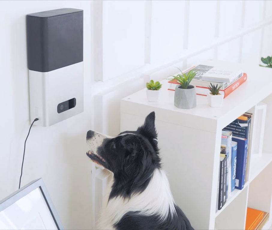 Petcube Bites: Marty's Favorite Things