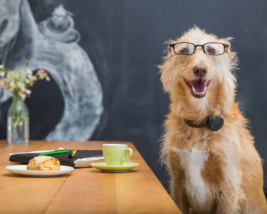 Whistle: Fit bit for dogs