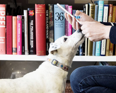 Gadgets and Apps for Dogs