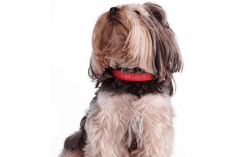Kyon Collar: Pet Tech