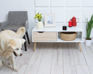 PetCube Play: Pet Tech