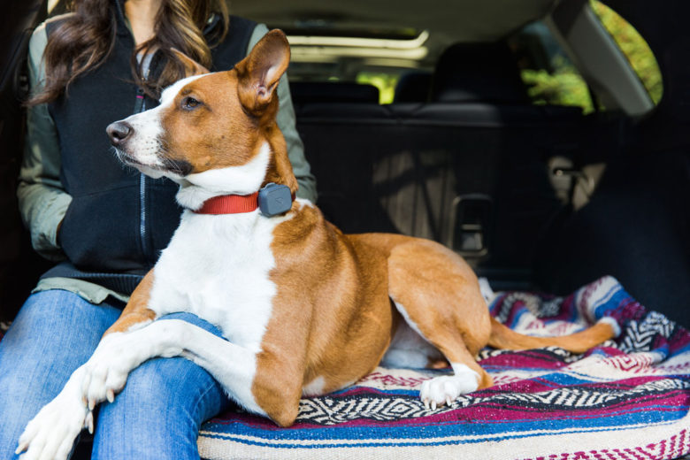 Whistle: Pet Tech