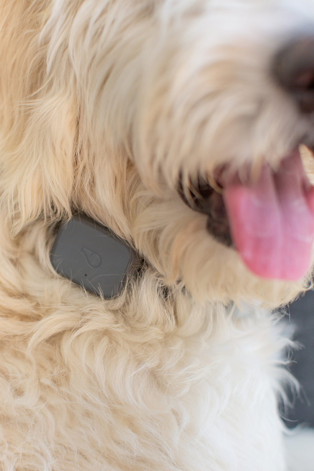 Whistle Fitness Tracker for Dogs