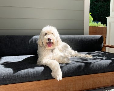 Marty's Gift Guide For Dogs